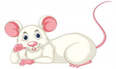 ইঁদুর কাটে কেন?