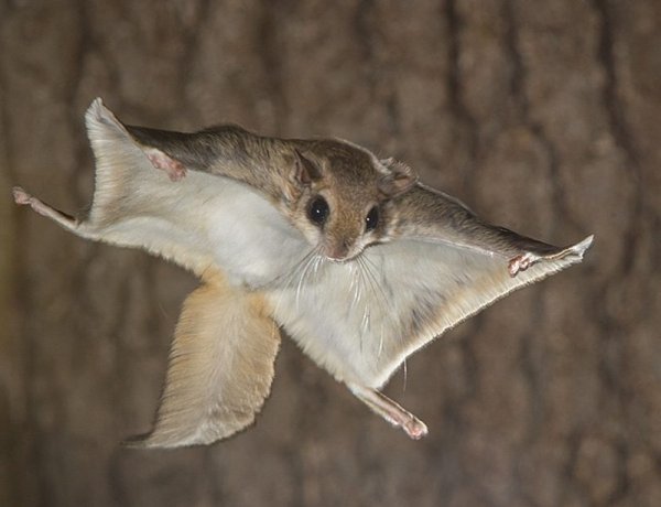 Flying squirrels