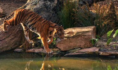 বনের জগৎ।