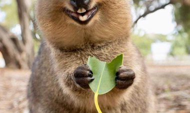 পৃথিবীর সবচেয়ে সুখী প্রাণী!