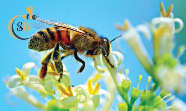 মৌমাছির নাটকীয় যৌন আত্মহত্যা