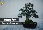 বনসাই: ক্ষুদ্র আশ্চর্য চাষের শিল্প