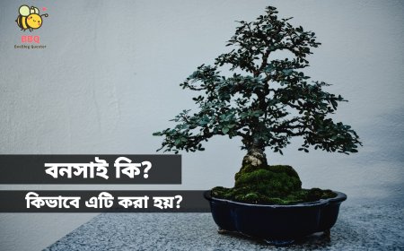 বনসাই: ক্ষুদ্র আশ্চর্য চাষের শিল্প