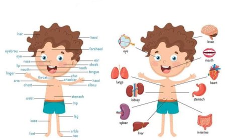 মানব দেহ সম্পর্কে কিছু তথ্য