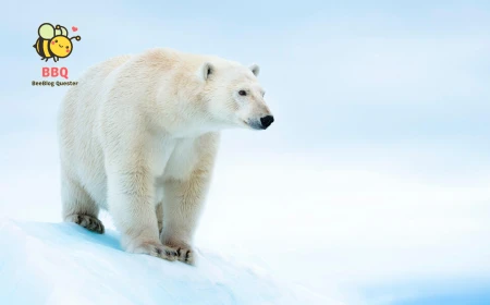 মেরু ভাল্লুকঃ পৃথিবীর সবচেয়ে বড় শিকারী প্রানী।