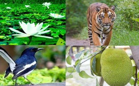 কাঁঠাল কেন বাংলাদেশের জাতীয় ফল?