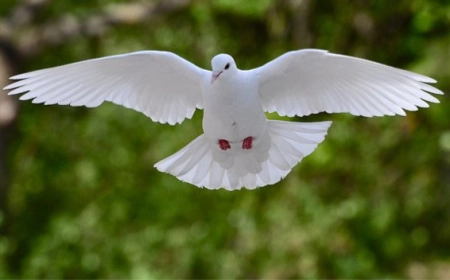 আবুলের বুদ্ধি