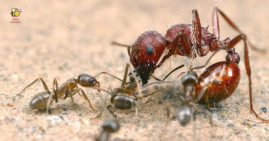 Ant Fight