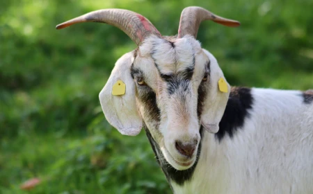 ছাগল এখন উচ্চ কর্মকর্তা