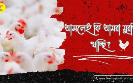আসলেই কি আমরা মুরগি খাচ্ছি?